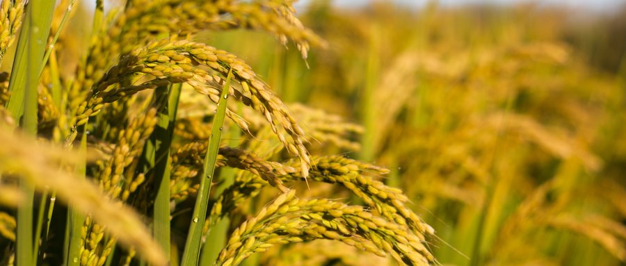 JDB���ӡ�(�й���)����ƽ̨-JDB������Ϸ����